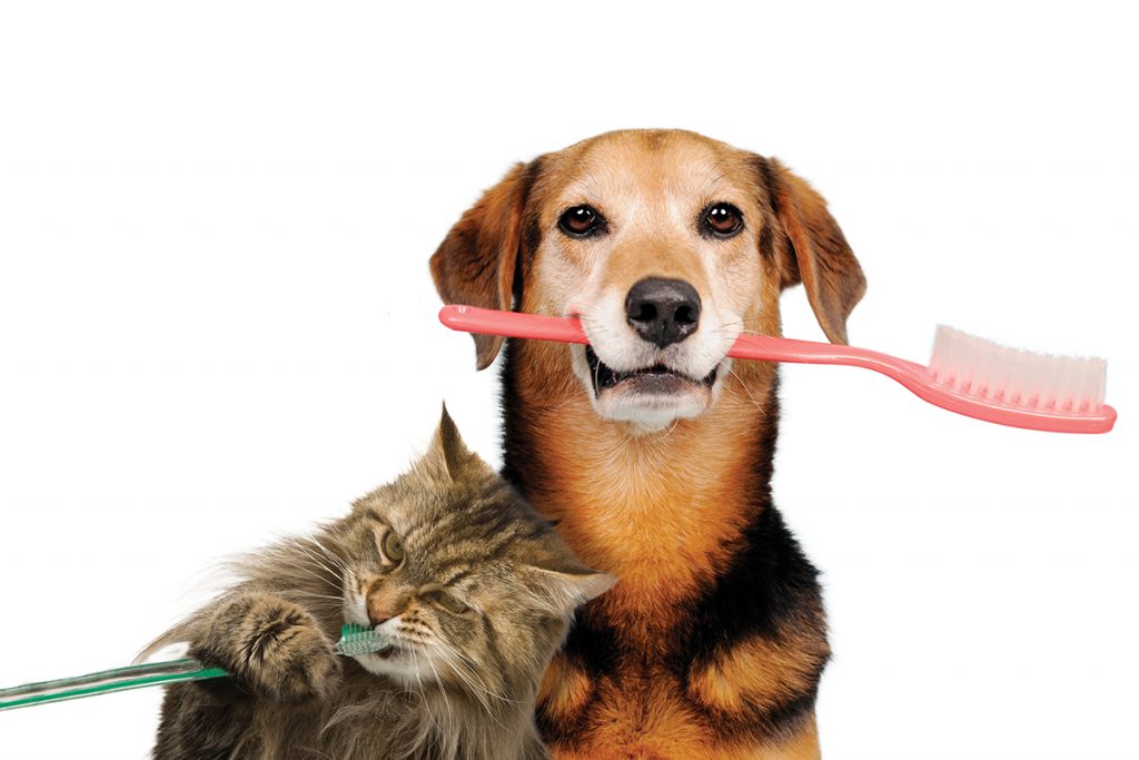 The Periodontal Disease: A Potential Issue for Dog’s Health