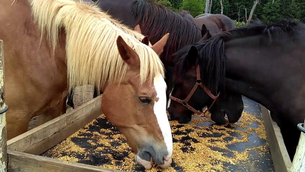 Curious about local horse feed options? Discovering the Best Sources for Equine Nutrition